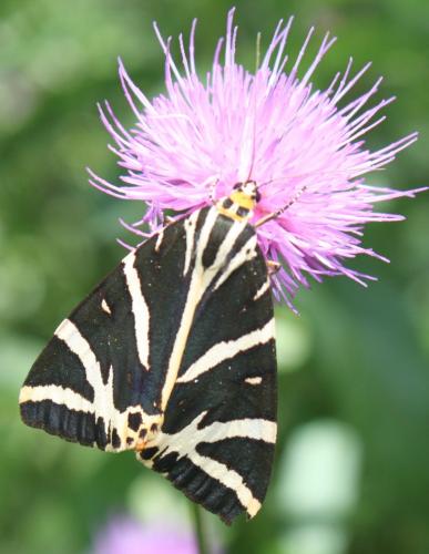 Euplagia quadripunctaria
