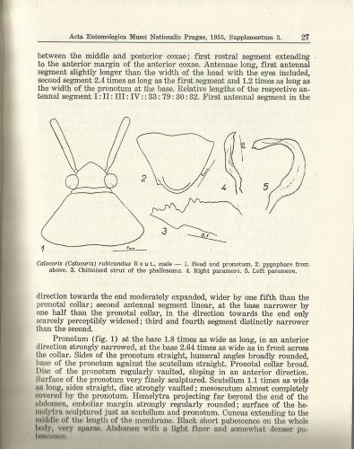 Réf. 178 375 : Calocoris rubicundus