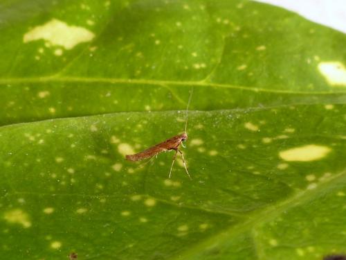 Caloptilia falconipennella