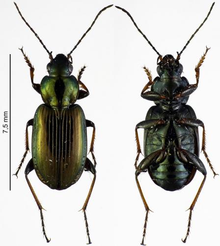 Réf. 178 772 : Agonum muelleri