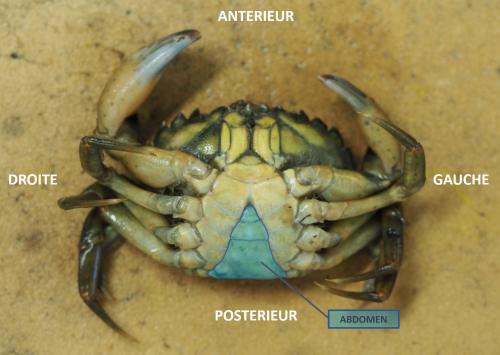 Réf. 178 295 : Carcinus maenas
