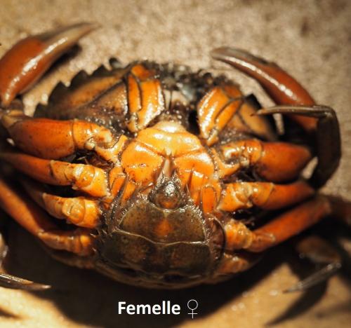 Réf. 178 299 : Carcinus maenas