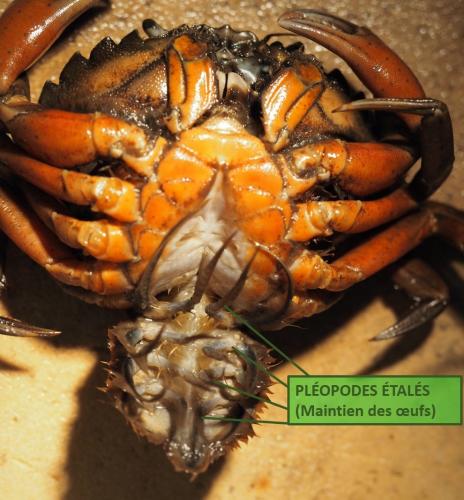 Carcinus maenas