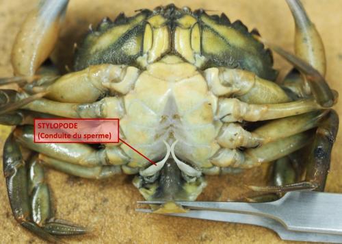 Carcinus maenas
