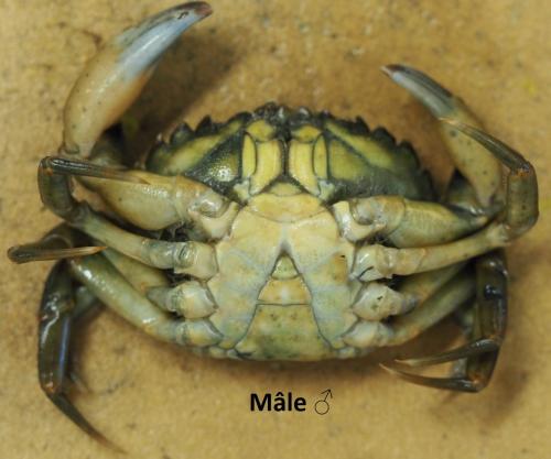 Réf. 178 298 : Carcinus maenas