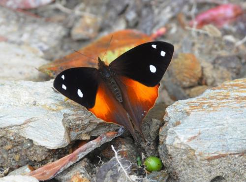 Corades iduna peruviana