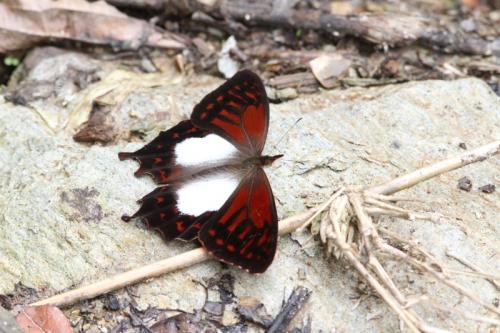 Lasiophila cirta