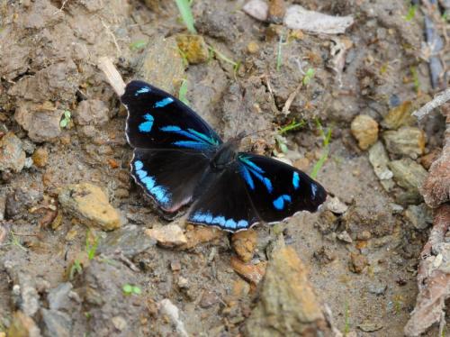 Réf. 178 346 : Orophila diotima