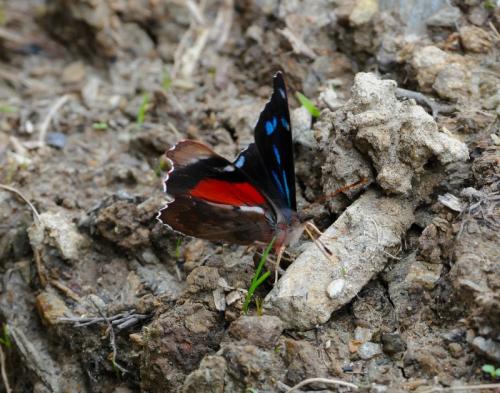 Orophila diotima