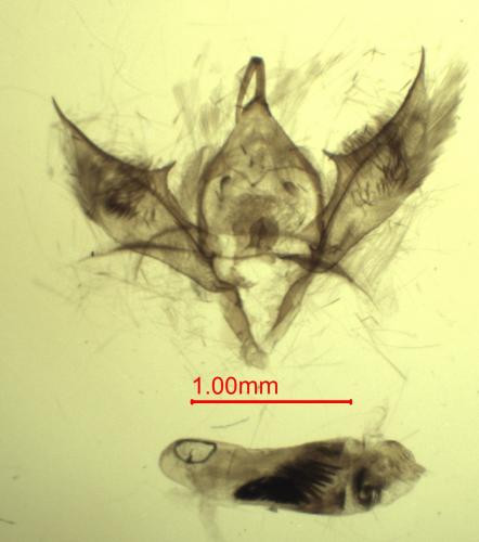 Réf. 178 944 : Catarhoe basochesiata