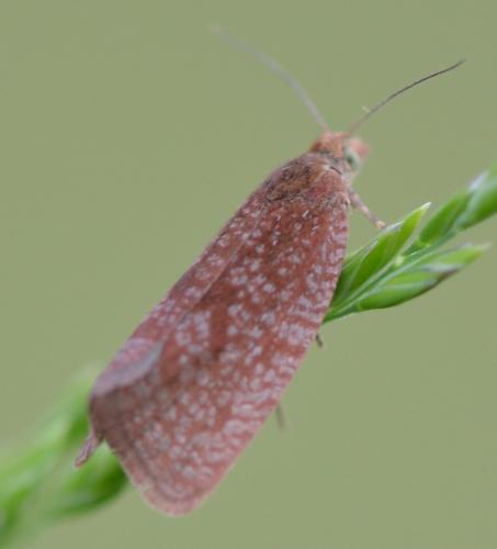 Celypha rufana
