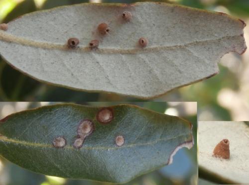 Contarinia ilicis