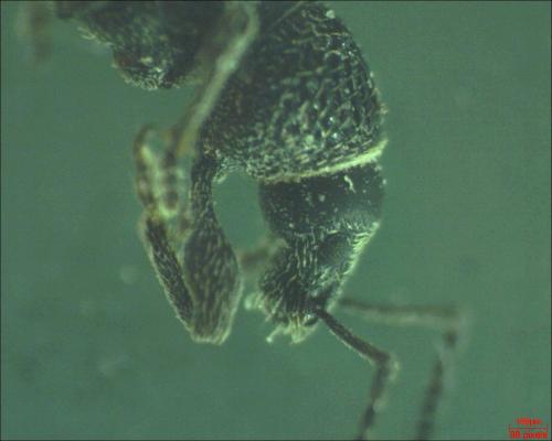Otiorhynchus sp.