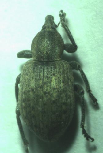 Réf. 178 666 : Donus sp.