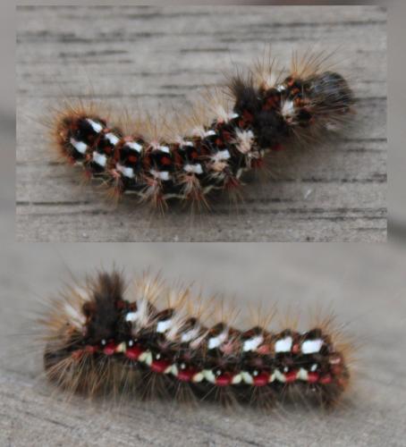 Acronicta rumicis