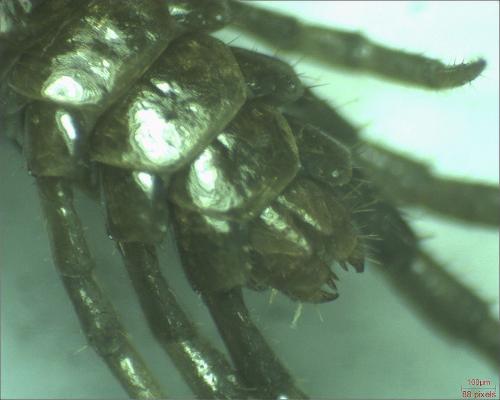 Lithobius sp.