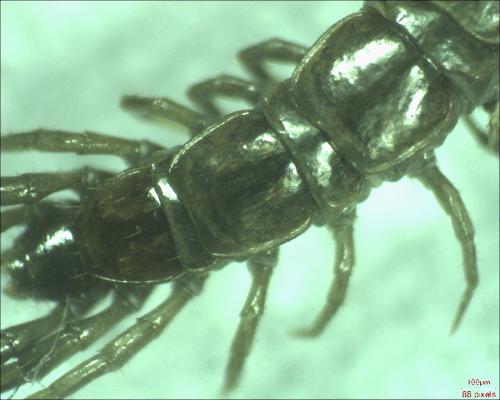 Lithobius sp.