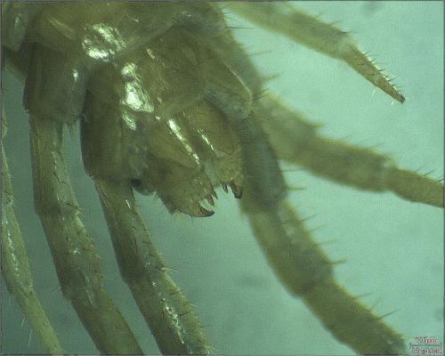 Lithobius sp.