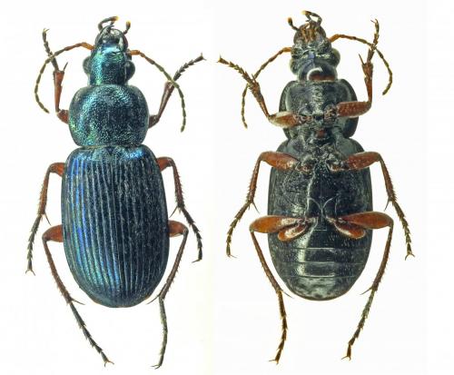 Réf. 178 913 : Chlaenius decipiens