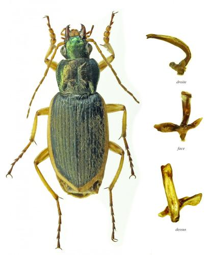 Réf. 178 472 : Chlaenius velutinus