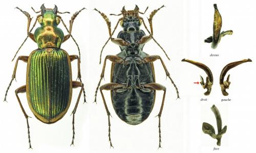 Réf. 178 759 : Chlaenius spoliatus