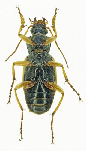 Chlaenius velutinus