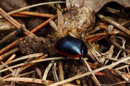 Chrysolina sp.