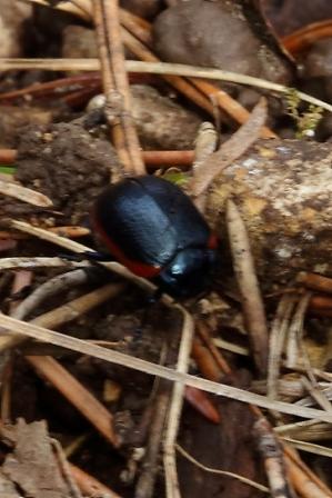 Chrysolina sp.