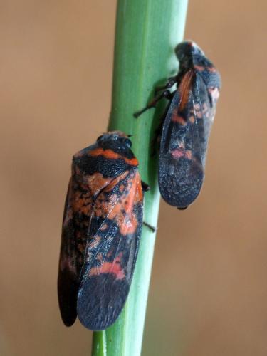 Réf. 178 414 : Locris maculata