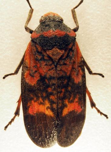 Réf. 178 415 : Locris maculata