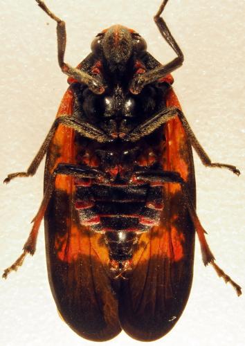 Réf. 178 416 : Locris maculata