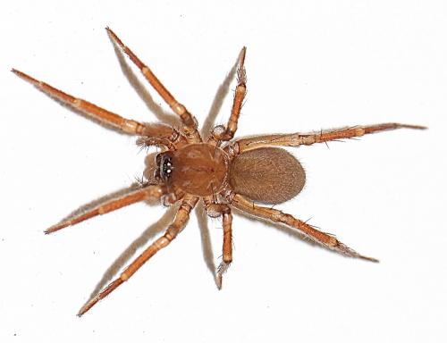 Cicurina cicur
