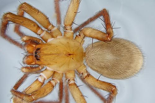 Cicurina cicur