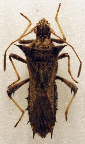 Réf. 178 330 : Clavigralla sp.