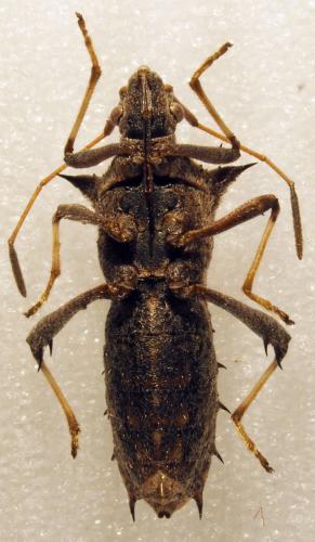 Réf. 178 331 : Clavigralla sp.
