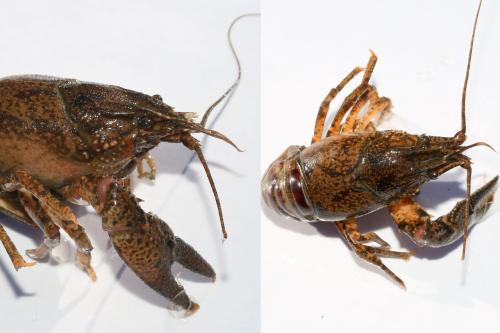 Orconectes limosus