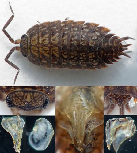 Tiroloscia exigua