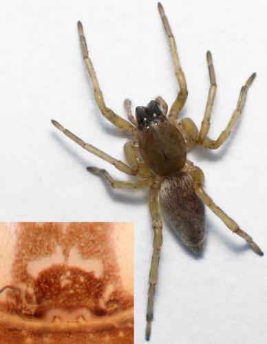 Réf. 178 178 : Clubiona pallidula