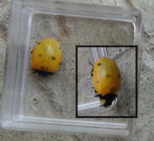 Coccinella septempunctata