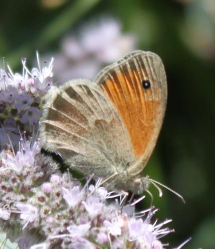 Réf. 178 130 : Coenonympha pamphilus
