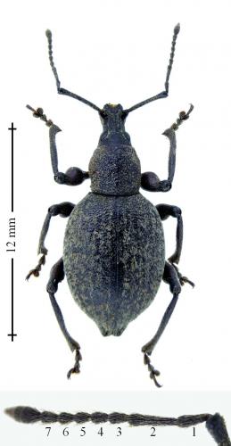 Réf. 178 111 : Otiorhynchus ghilianii
