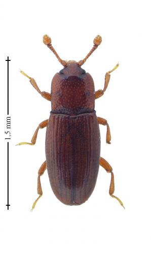 Réf. 178 614 : Cerylon ferrugineum