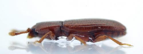 Cerylon ferrugineum