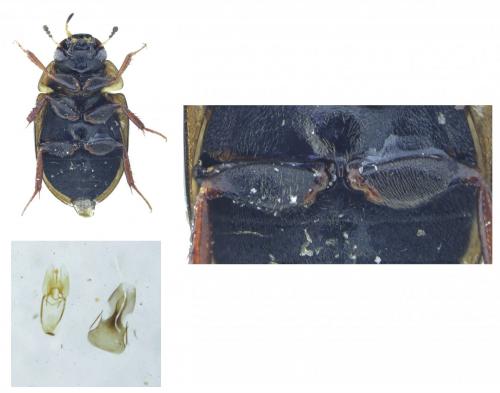 Anacaena limbata