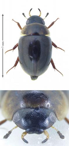 Anacaena limbata