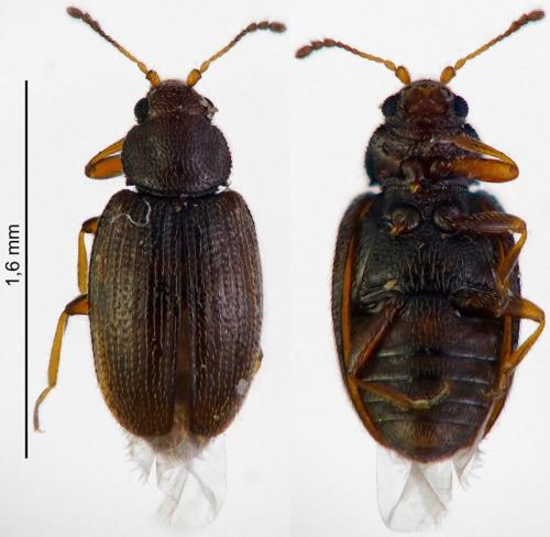 Corticarina sp.