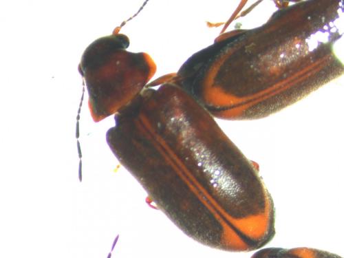 Réf. 178 525 : Ernobius abietis
