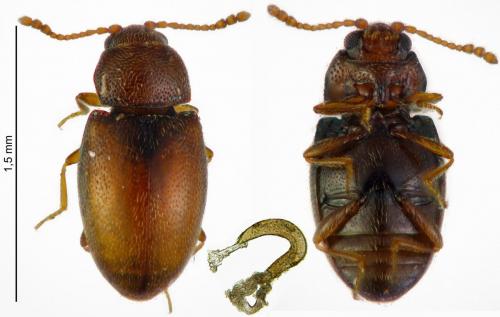 Réf. 178 949 : Atomaria fuscata