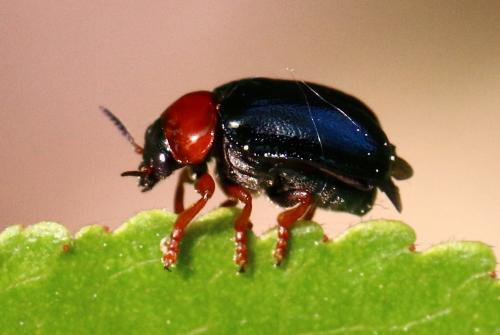 Smaragdina salicina