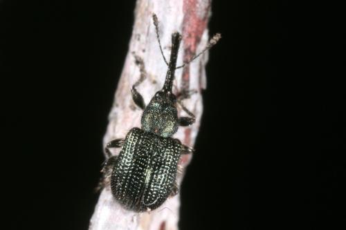 Réf. 178 364 : Neocoenorrhinus minutus